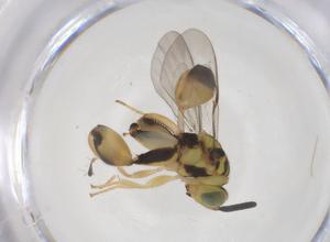  ( - CBG-A56817-G08)  @11 [ ] CreativeCommons - Attribution Share - Alike (2024) Centre for Biodiversity Genomics Centre for Biodiversity Genomics