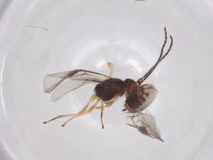  ( - CBG-A56819-C09)  @11 [ ] CreativeCommons - Attribution Share - Alike (2024) Centre for Biodiversity Genomics Centre for Biodiversity Genomics