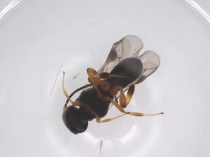  ( - CBG-A56819-F03)  @11 [ ] CreativeCommons - Attribution Share - Alike (2024) Centre for Biodiversity Genomics Centre for Biodiversity Genomics