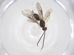  ( - CBG-A56820-F02)  @11 [ ] CreativeCommons - Attribution Share - Alike (2024) Centre for Biodiversity Genomics Centre for Biodiversity Genomics