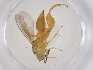  (chalMalaise01 Malaise2833 - CBG-A56841-B03)  @11 [ ] CreativeCommons - Attribution Share - Alike (2024) Centre for Biodiversity Genomics Centre for Biodiversity Genomics