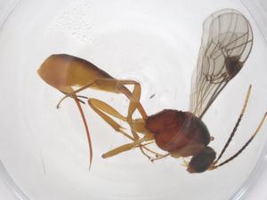  ( - CBG-A56841-C01)  @11 [ ] CreativeCommons - Attribution Share - Alike (2024) Centre for Biodiversity Genomics Centre for Biodiversity Genomics