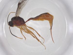  ( - CBG-A56841-C11)  @11 [ ] CreativeCommons - Attribution Share - Alike (2024) Centre for Biodiversity Genomics Centre for Biodiversity Genomics