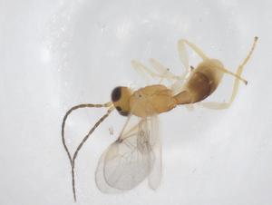  (Stiropius Malaise9087 - CBG-A56845-D11)  @11 [ ] CreativeCommons - Attribution Share - Alike (2024) Centre for Biodiversity Genomics Centre for Biodiversity Genomics