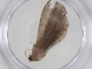  ( - CBG-A56860-E10)  @11 [ ] CreativeCommons - Attribution Share - Alike (2024) Centre for Biodiversity Genomics Centre for Biodiversity Genomics