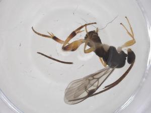  (Diolcogaster Choi80 - CBG-A56860-F09)  @11 [ ] CreativeCommons - Attribution Share - Alike (2024) Centre for Biodiversity Genomics Centre for Biodiversity Genomics