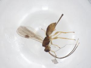  ( - CBG-A56862-D09)  @11 [ ] CreativeCommons - Attribution Share - Alike (2024) Centre for Biodiversity Genomics Centre for Biodiversity Genomics