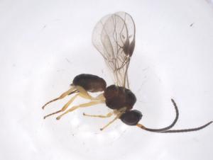  ( - CBG-A56961-C03)  @11 [ ] CreativeCommons - Attribution Share - Alike (2024) Centre for Biodiversity Genomics Centre for Biodiversity Genomics