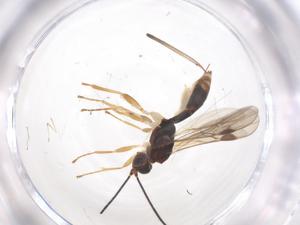  ( - CBG-A56987-G01)  @11 [ ] CreativeCommons - Attribution Share - Alike (2024) Centre for Biodiversity Genomics Centre for Biodiversity Genomics