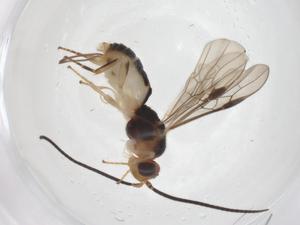  ( - CBG-A56992-A11)  @11 [ ] CreativeCommons - Attribution Share - Alike (2024) Centre for Biodiversity Genomics Centre for Biodiversity Genomics