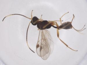  (Meteorus Malaise4733 - CBG-A56993-C09)  @11 [ ] CreativeCommons - Attribution Share - Alike (2024) Centre for Biodiversity Genomics Centre for Biodiversity Genomics