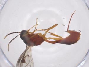  ( - CBG-A56993-E09)  @11 [ ] CreativeCommons - Attribution Share - Alike (2024) Centre for Biodiversity Genomics Centre for Biodiversity Genomics