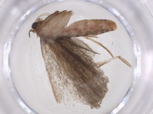  ( - CBG-A56993-F03)  @11 [ ] CreativeCommons - Attribution Share - Alike (2024) Centre for Biodiversity Genomics Centre for Biodiversity Genomics