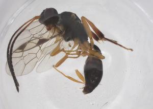  ( - CBG-A56994-E09)  @11 [ ] CreativeCommons - Attribution Share - Alike (2024) Centre for Biodiversity Genomics Centre for Biodiversity Genomics