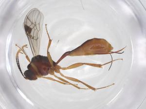  ( - CBG-A56994-F11)  @11 [ ] CreativeCommons - Attribution Share - Alike (2024) Centre for Biodiversity Genomics Centre for Biodiversity Genomics