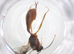  ( - CBG-A56994-G01)  @11 [ ] CreativeCommons - Attribution Share - Alike (2024) Centre for Biodiversity Genomics Centre for Biodiversity Genomics