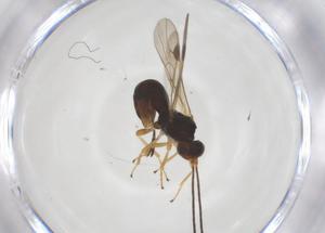  ( - CBG-A56996-G05)  @11 [ ] CreativeCommons - Attribution Share - Alike (2024) Centre for Biodiversity Genomics Centre for Biodiversity Genomics