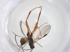  ( - CBG-A56997-A07)  @11 [ ] CreativeCommons - Attribution Share - Alike (2024) Centre for Biodiversity Genomics Centre for Biodiversity Genomics