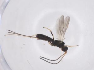  (Heterospilus Malaise8533 - CBG-A57000-C09)  @11 [ ] CreativeCommons - Attribution Share - Alike (2024) Centre for Biodiversity Genomics Centre for Biodiversity Genomics