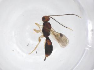  ( - CBG-A57004-D12)  @11 [ ] CreativeCommons - Attribution Share - Alike (2024) Centre for Biodiversity Genomics Centre for Biodiversity Genomics