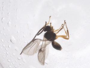  ( - CBG-A57024-B12)  @11 [ ] CreativeCommons - Attribution Share - Alike (2024) Centre for Biodiversity Genomics Centre for Biodiversity Genomics