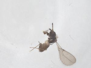  ( - CBG-A57025-A11)  @11 [ ] CreativeCommons - Attribution Share - Alike (2024) Centre for Biodiversity Genomics Centre for Biodiversity Genomics