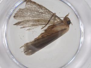  ( - CBG-A57025-E05)  @11 [ ] CreativeCommons - Attribution Share - Alike (2024) Centre for Biodiversity Genomics Centre for Biodiversity Genomics