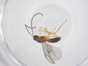  ( - CBG-A57028-C07)  @11 [ ] CreativeCommons - Attribution Share - Alike (2024) Centre for Biodiversity Genomics Centre for Biodiversity Genomics