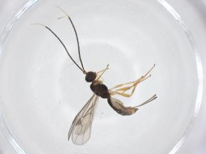  (Heterospilus Malaise7504 - CBG-A57029-F08)  @11 [ ] CreativeCommons - Attribution Share - Alike (2024) Centre for Biodiversity Genomics Centre for Biodiversity Genomics