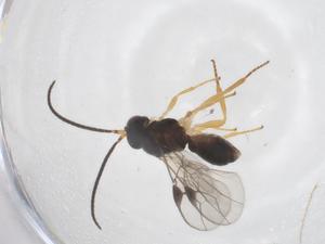  ( - CBG-A57032-D08)  @11 [ ] CreativeCommons - Attribution Share - Alike (2024) Centre for Biodiversity Genomics Centre for Biodiversity Genomics