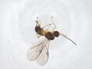  ( - CBG-A57033-F09)  @11 [ ] CreativeCommons - Attribution Share - Alike (2024) Centre for Biodiversity Genomics Centre for Biodiversity Genomics