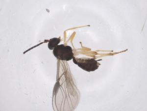  ( - CBG-A57034-E08)  @11 [ ] CreativeCommons - Attribution Share - Alike (2024) Centre for Biodiversity Genomics Centre for Biodiversity Genomics