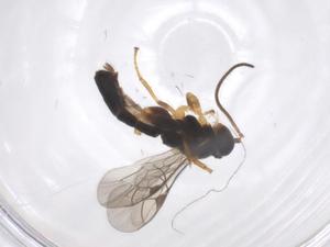  ( - CBG-A58055-F12)  @11 [ ] CreativeCommons - Attribution Share - Alike (2024) Centre for Biodiversity Genomics Centre for Biodiversity Genomics