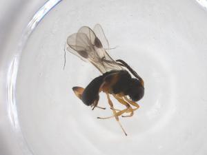  ( - CBG-A58056-F02)  @11 [ ] CreativeCommons - Attribution Share - Alike (2024) Centre for Biodiversity Genomics Centre for Biodiversity Genomics