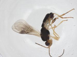  ( - CBG-A58057-B06)  @11 [ ] CreativeCommons - Attribution Share - Alike (2024) Centre for Biodiversity Genomics Centre for Biodiversity Genomics