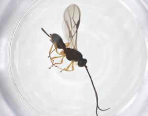  ( - CBG-A58059-H10)  @11 [ ] CreativeCommons - Attribution Share - Alike (2024) Centre for Biodiversity Genomics Centre for Biodiversity Genomics