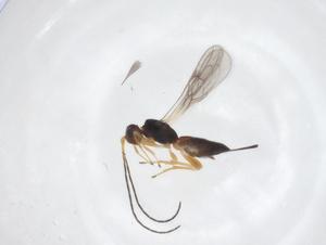  ( - CBG-A58067-E05)  @11 [ ] CreativeCommons - Attribution Share - Alike (2024) Centre for Biodiversity Genomics Centre for Biodiversity Genomics