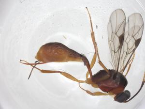  ( - CBG-A58076-C01)  @11 [ ] CreativeCommons - Attribution Share - Alike (2024) Centre for Biodiversity Genomics Centre for Biodiversity Genomics