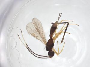  ( - CBG-A58076-H05)  @11 [ ] CreativeCommons - Attribution Share - Alike (2024) Centre for Biodiversity Genomics Centre for Biodiversity Genomics