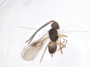  ( - CBG-A58077-H01)  @11 [ ] CreativeCommons - Attribution Share - Alike (2024) Centre for Biodiversity Genomics Centre for Biodiversity Genomics