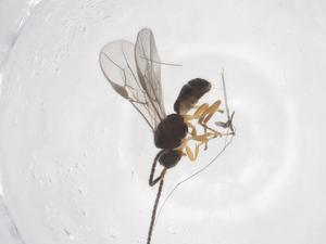  ( - CBG-A58081-G04)  @11 [ ] CreativeCommons - Attribution Share - Alike (2024) Centre for Biodiversity Genomics Centre for Biodiversity Genomics