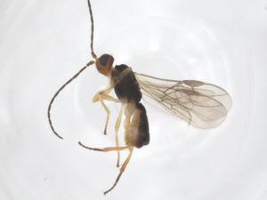  ( - CBG-A58081-H10)  @11 [ ] CreativeCommons - Attribution Share - Alike (2024) Centre for Biodiversity Genomics Centre for Biodiversity Genomics