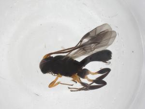  ( - CBG-A58091-A10)  @11 [ ] CreativeCommons - Attribution Share - Alike (2024) Centre for Biodiversity Genomics Centre for Biodiversity Genomics