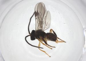  ( - CBG-A58091-D01)  @11 [ ] CreativeCommons - Attribution Share - Alike (2024) Centre for Biodiversity Genomics Centre for Biodiversity Genomics