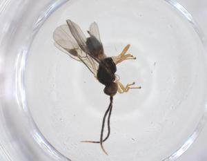  ( - CBG-A58091-F11)  @11 [ ] CreativeCommons - Attribution Share - Alike (2024) Centre for Biodiversity Genomics Centre for Biodiversity Genomics