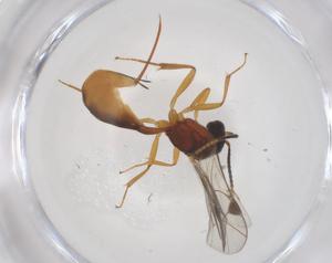  ( - CBG-A58094-B07)  @11 [ ] CreativeCommons - Attribution Share - Alike (2024) Centre for Biodiversity Genomics Centre for Biodiversity Genomics