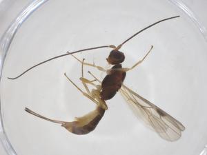  ( - CBG-A58094-D03)  @11 [ ] CreativeCommons - Attribution Share - Alike (2024) Centre for Biodiversity Genomics Centre for Biodiversity Genomics