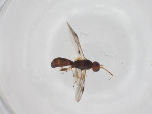  (Curtisella Malaise8487 - CBG-A58095-D07)  @11 [ ] CreativeCommons - Attribution Share - Alike (2024) Centre for Biodiversity Genomics Centre for Biodiversity Genomics