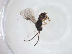  ( - CBG-A58095-F07)  @11 [ ] CreativeCommons - Attribution Share - Alike (2024) Centre for Biodiversity Genomics Centre for Biodiversity Genomics