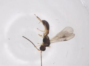  ( - CBG-A58096-C04)  @11 [ ] CreativeCommons - Attribution Share - Alike (2024) Centre for Biodiversity Genomics Centre for Biodiversity Genomics